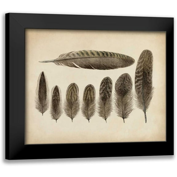Unknown 14x12 Black Modern Framed Museum Art Print Titled - Vintage Feathers VIII