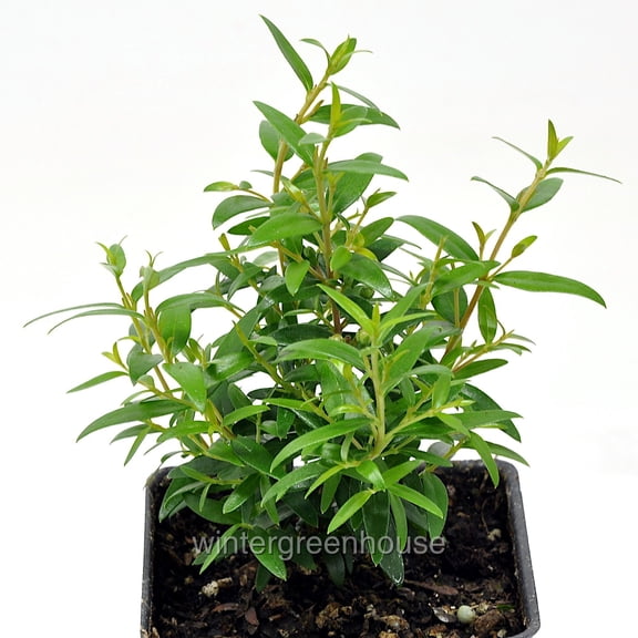 Myrtle, Common Myrtle - Pot Size: 3in (2.6x3.5in) - House Plants
