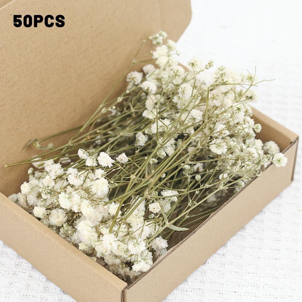 50Pcs Real Preserved Baby's Breath Flowers, Mini White Gypsophila Dried Bouquets for DIY Resin, Wedding Decor, Scrapbook & Gift Wrapping