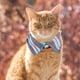 thumbnail image 5 of KAKOWELY Collar para gato, lindo collar para gatito con cascabel, collar a cuadros para gato, collar ajustable para mascota, 5 of 5