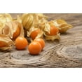 thumbnail image 6 of Earthcare Seeds - Ground Cherry Aunt Molly's 50 Seeds (Physalis Pruinosa) Heirloom - Open Pollinated, 6 of 6