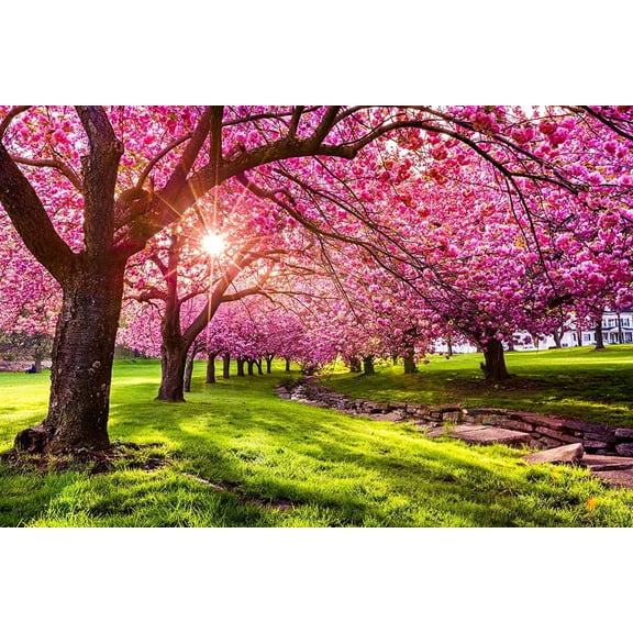 25 Japanese Flowering Cherry Blossom Tree MVR1 Seeds