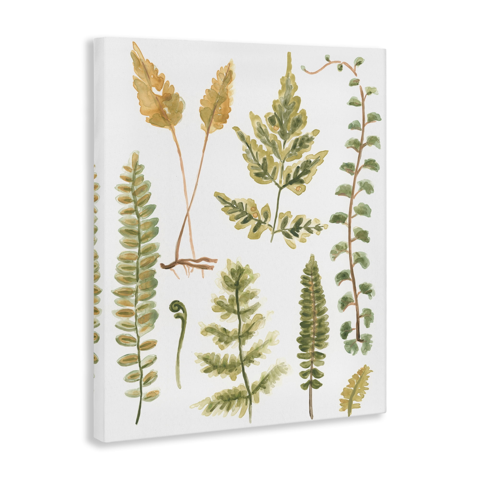 Stupell Industries Varied Fern Leaves Botanical & Floral Painting Gallery Wrapped Canvas Art Print Wall Art, 30 x 40