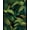 Green, Pattern 24, variant on Flatwoven High Traffic Area Rug, Tropical Floral Print, Non Slip, Stain Resistant, Washable Area Rugs for Living Room, Bedroom(Red, 4X6)