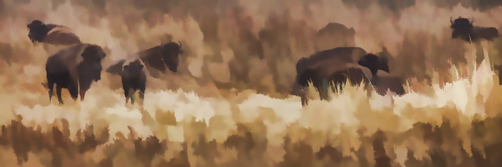 Posterazzi Bison (b