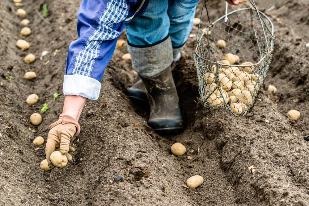 Yukon Gold Seed Potatos for Planting - Easy to Grow (10 Pounds)