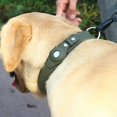 thumbnail image 3 of AirTag Leather Collar - Style C, 3 of 7