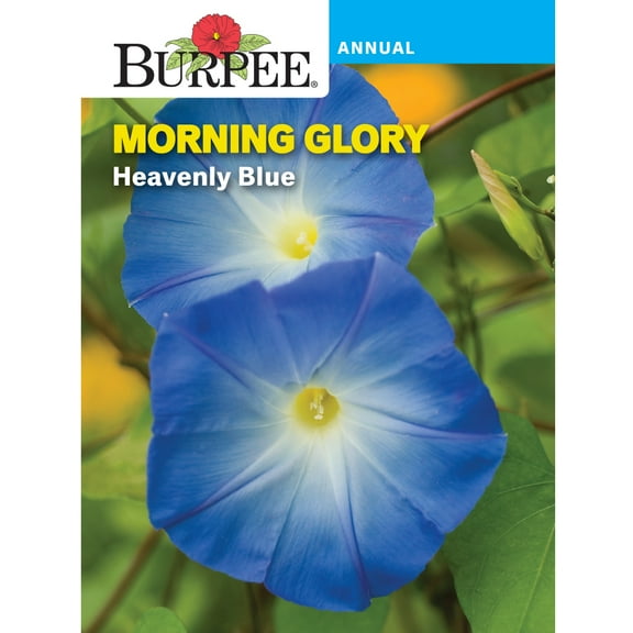 Burpee Heavenly Blue Morning Glory