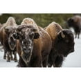 thumbnail image 2 of The Yellowstone Collection 18x13 Black Modern Framed Museum Art Print Titled - Bison, Norris Geyser Basin, Yellowstone National Park, 2 of 4