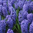 thumbnail image 3 of Blushing Blue Double Hyacinth, 8 Bulbs - Fragrant Blue Flowers -  Attracts Bees & Butterflies - Spring Blooming, Easy to Grow & Maintain, 3 of 6