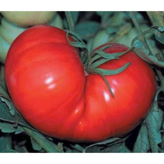 Tomato Beefsteak Garden Heirloom Vegetable - Bulk 8,000 Seeds