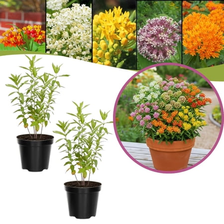 Set of 2 Live Milkweed Plants, Perennial Butterfly Milkweed Plants, Asclepias Tuberosa Plant, 5-8 Inch Tall for Indoor or Outdoor Planting, No Pot(Random Color Milkweed)