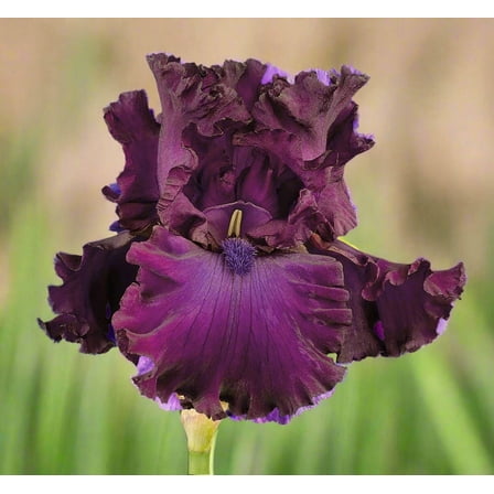Berry Fulfilling Tall Bearded Iris Rhizome | Deep Purple & Magenta Blooms with Orange Beards