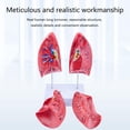 thumbnail image 2 of Human Normal Lung Anatomy Model with Detachable Parts for Clinical Settings, 2 of 5