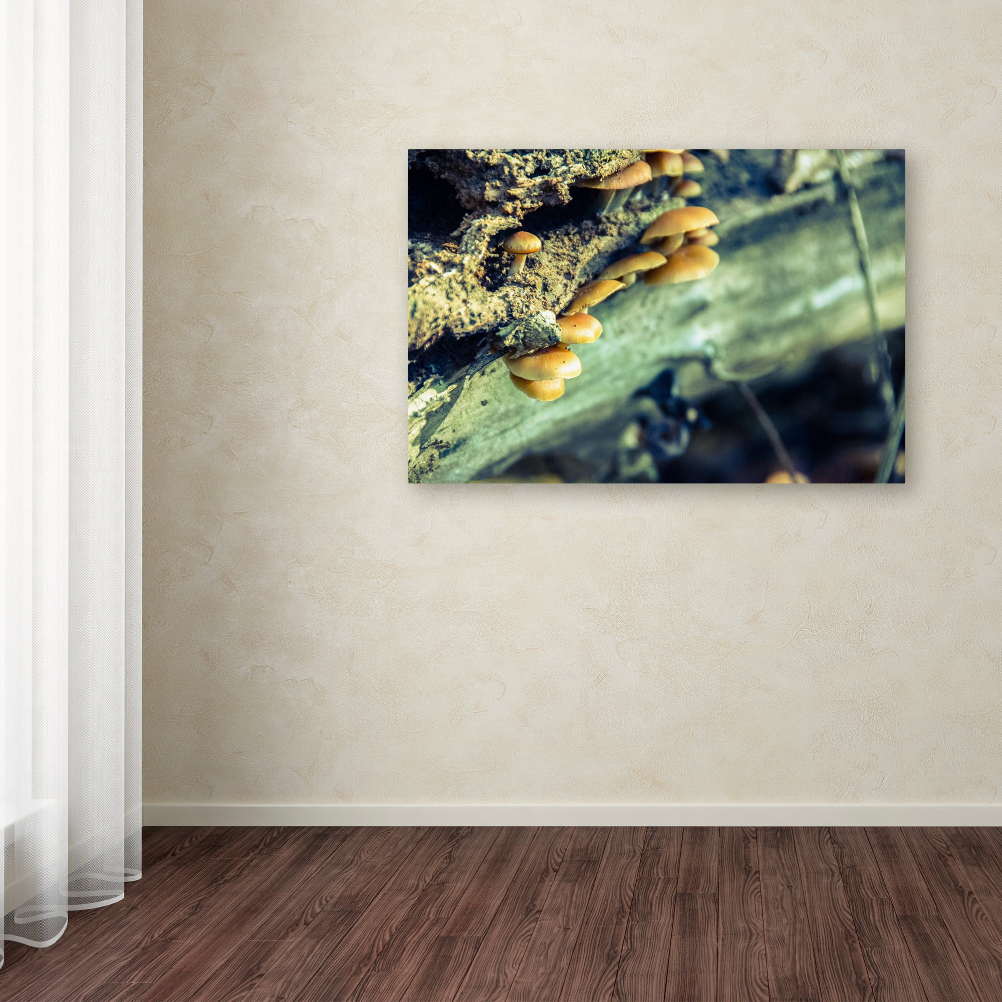 Trademark Fine Art 'Aged Mushroom' Canvas Art by PIPA Fine Art