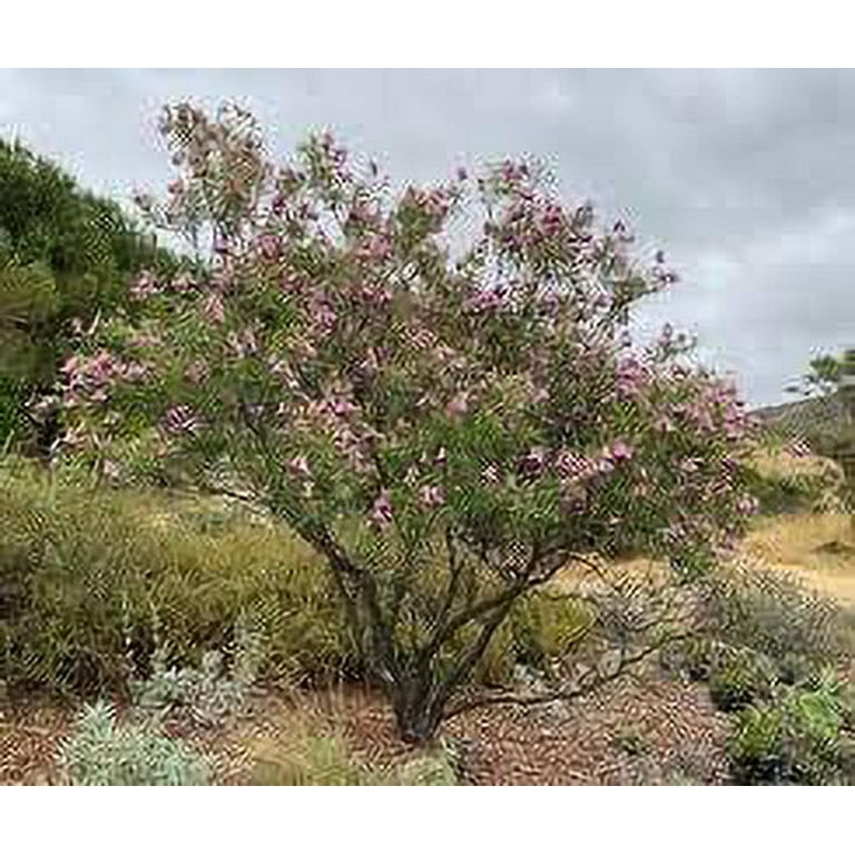 When To Plant Desert Willow Tree Seeds edu.svet.gob.gt