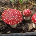 thumbnail image 5 of Cheers US 3Pcs/Set Mushroom for Garden, Glow in The Dark Fairy Garden Decor Accessories, Micro Landscape, Mushroom Statue, 5 of 7