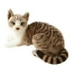 thumbnail image 1 of Peluche GUDVES, gato siamés, pelo corto, 30 cm, para niños GUDVES GUDVES, 1 of 9