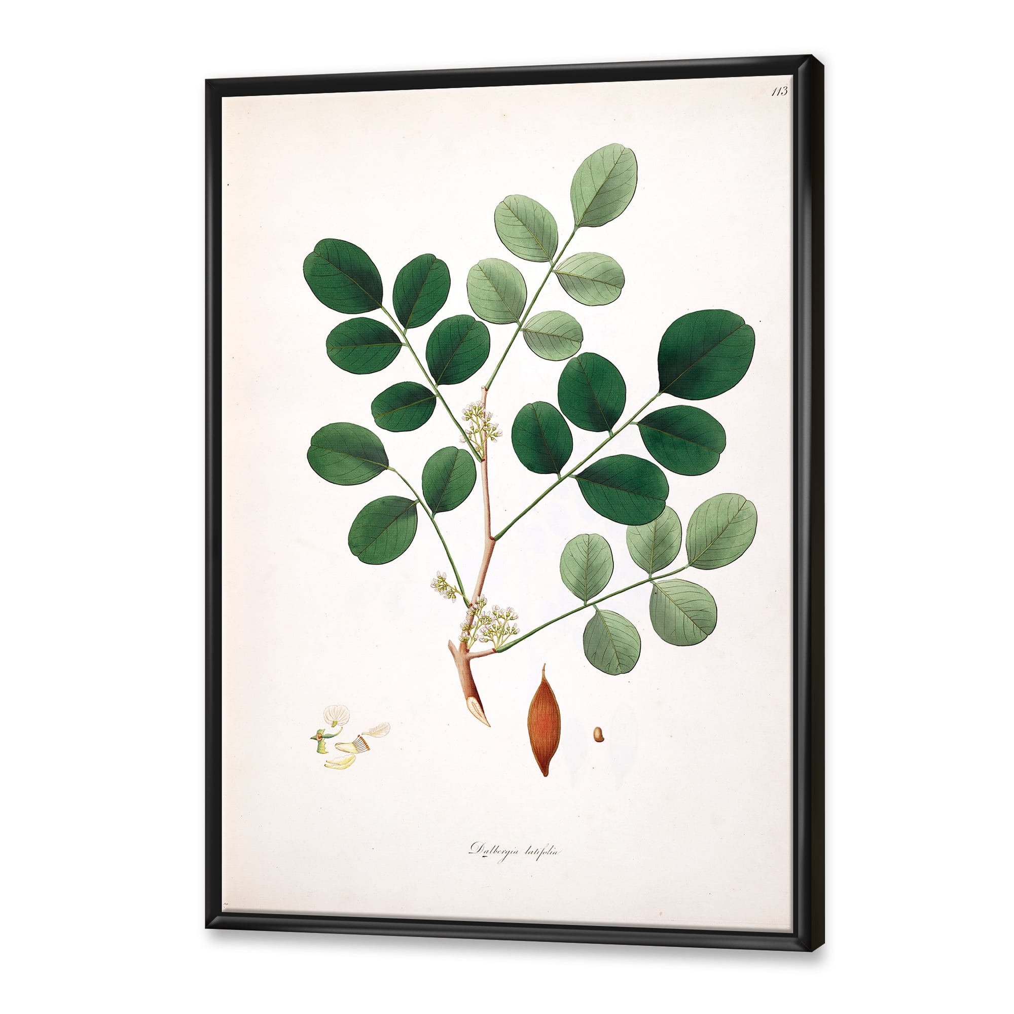 Designart 'Ancient Plant Life XI' Farmhouse Framed Canvas Wall Art Print