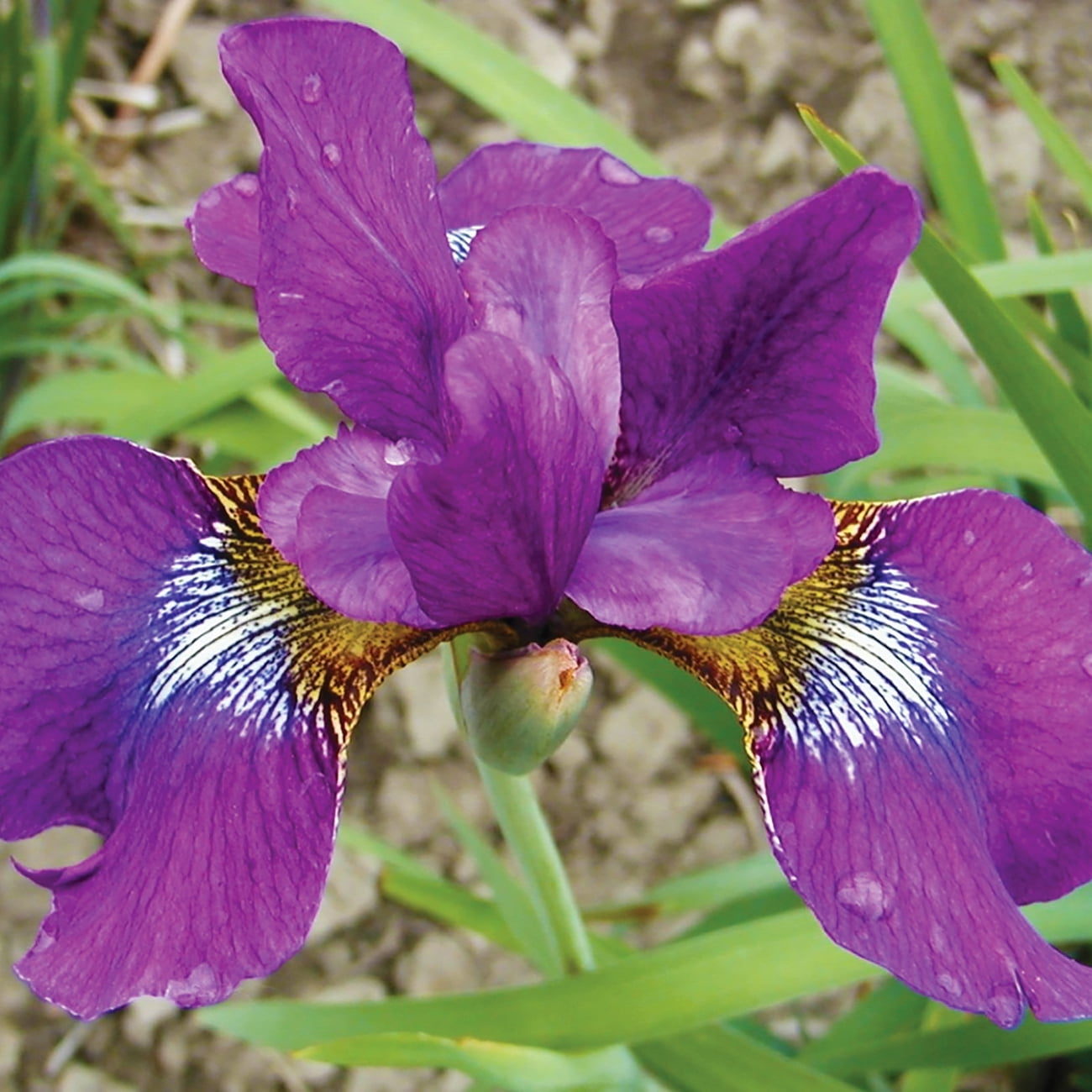 20 Purple Iris Seed Flower Big Blooming Marginal Bog Water Plant Perennil Garden 