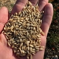 thumbnail image 2 of Plant Good Seed Hulless Oat Seeds for Planting: Organic Grain, 275 Seed Packet, 2 of 5
