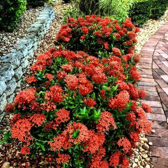Ixora–Assorted–Evergreen Shrub for Gardens  10" Pot