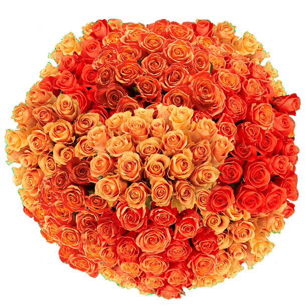 400 Assorted Orange Roses Beautiful Fresh Cut Flowers Express Delivery Walmart Com Walmart Com