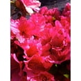 thumbnail image 6 of Girard's Renee Michelle Azalea-Evergreen Shrub-Vibrant Pink Blooms  3 Gallon, 6 of 19