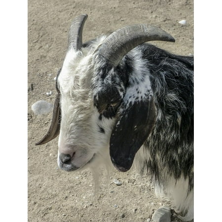 - Peel-n-Stick Poster of Mammal Domestic Animal White Goat Twisted Horns Poster 24x16 Adhesive Sticker Poster Print