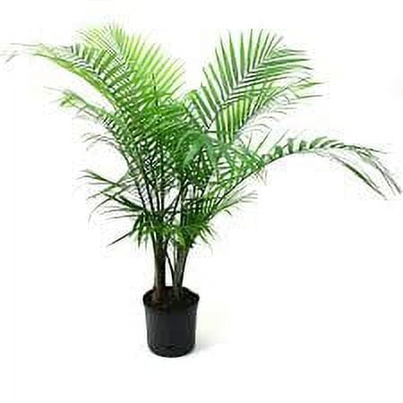 Plants with Benefits Live Indoor Green Assorted Palm Plant in 10in. Pot