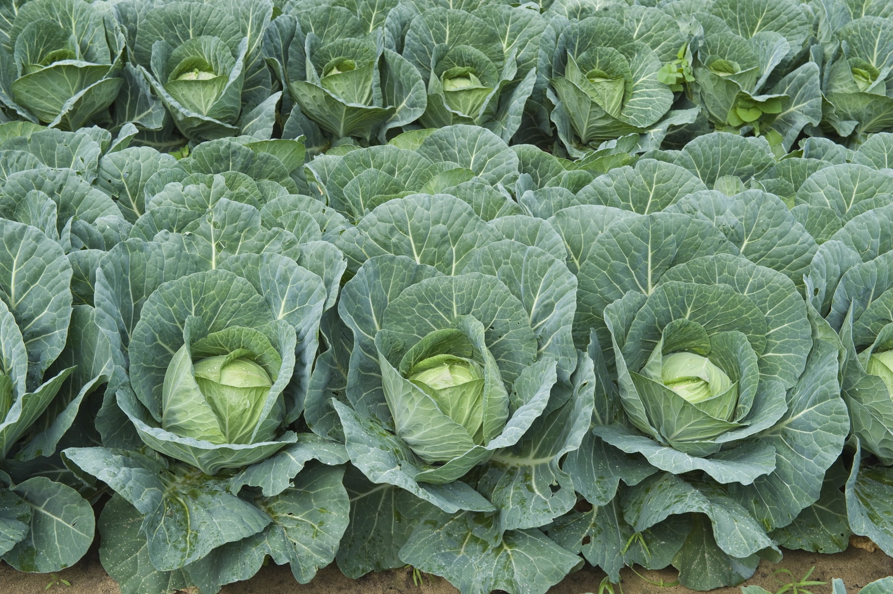 Vegetable seed CabbageFerry�sRoundDutch