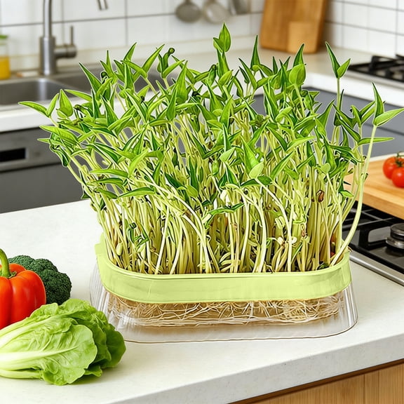 Japceit Transparent Water Planting Box for Home, Soil-Free Seedling Tray for Hydroponic Growing, Easy Harvest Hydroponic System for Indoor Plants and Herbs