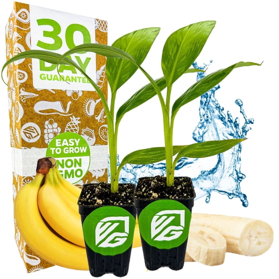 (2-Pack) Dwarf Cavendish Banana Plant Live Tree - Musa by Wellspring Gardens – Starter Plant for Indoor and Outdoor Ambiance - Compact Size