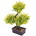 thumbnail image 4 of Raindrops  Potted Bonsai Tree Plants Artificial Gift for Lovers Fake Home Mother, 4 of 8