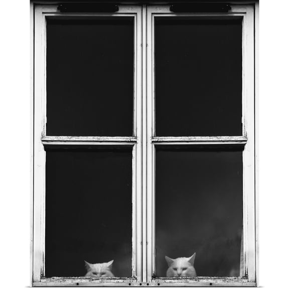 Great BIG Canvas | Rolled John Short Poster Print entitled Two White Cats Sitting Side By Side Looking Out A Window, Dumfries, Scotland