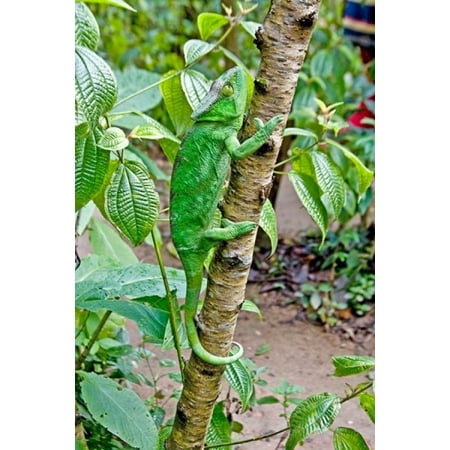 jaynes limb danitadelimont chameleon