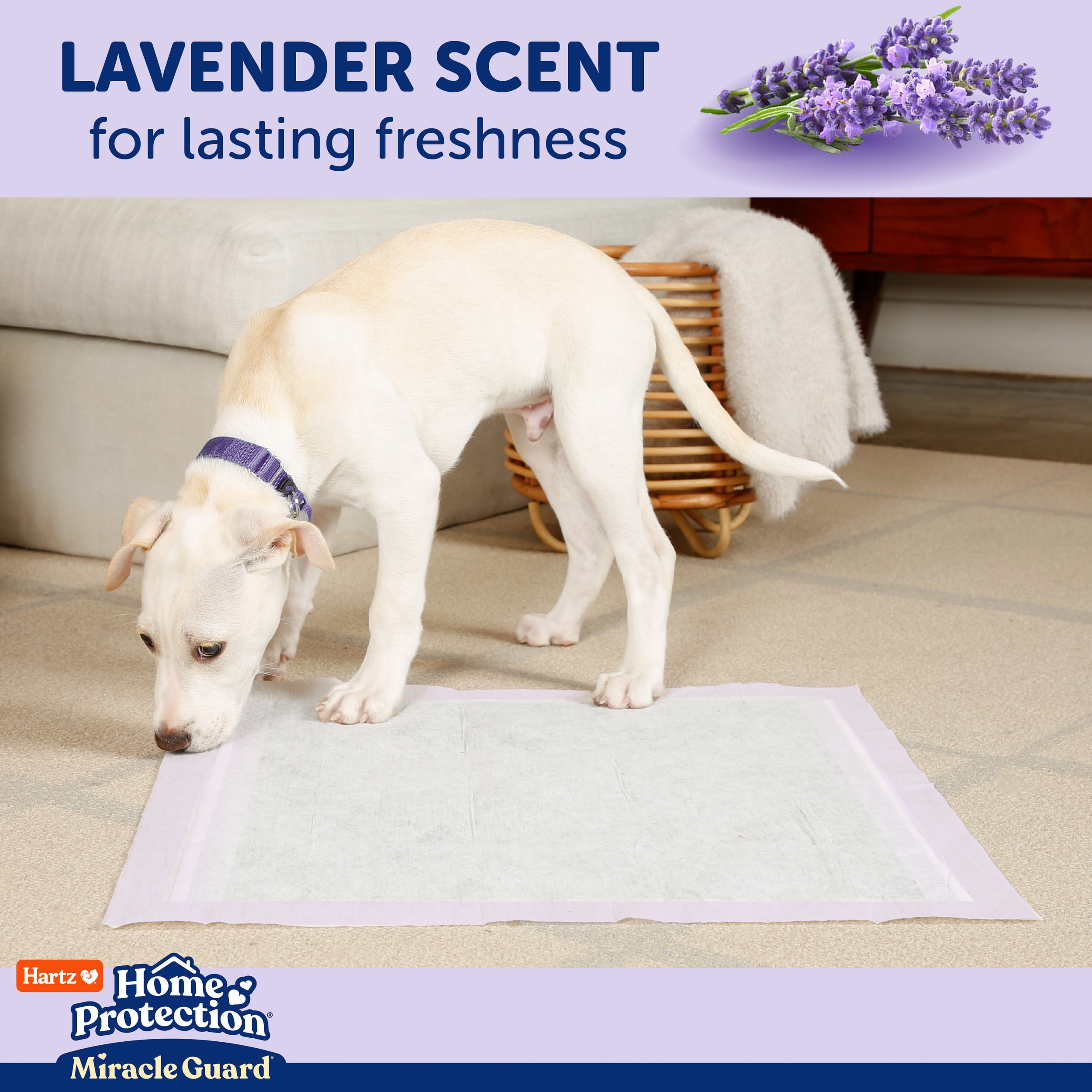 (2 pack) Hartz Miracle Guard Dog and Puppy Pads Max Absorbency 24 Hour Use Odor Eliminating Lavender Scented No Leaks, Regular, 25 Count