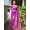 Purple, variant on Traditional Paithani Silk Saree With Meenakari Pallu And Zari Border – Yellow