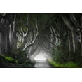 thumbnail image 2 of Molteni, Nicola 14x11 White Modern Wood Framed Museum Art Print Titled - Dark Hedges, 2 of 4
