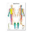 thumbnail image 1 of juego de pósters anatómicos del sistema muscular y esquelético blanche - esqueleto humano y anatomía muscular - un solo lado 19" x 27" huangjie unisex, 1 of 2