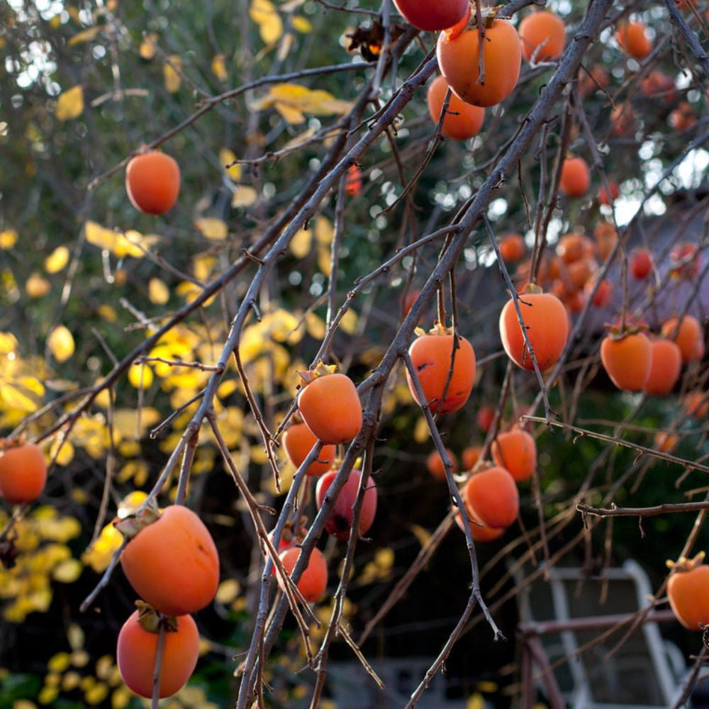 Expert Gardener 1-2' American Persimmon Live Trees with 1 gal. Grower Pot