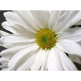 thumbnail image 2 of White Daisy Wall Mural by Wallmonkeys Peel and Stick Graphic (18 in W x 14 in H) WM105647, 2 of 4