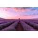 thumbnail image 2 of Floris London. Perfume Lavanda 100 Ml. Calidad Premium. amarillo 1, 2 of 7