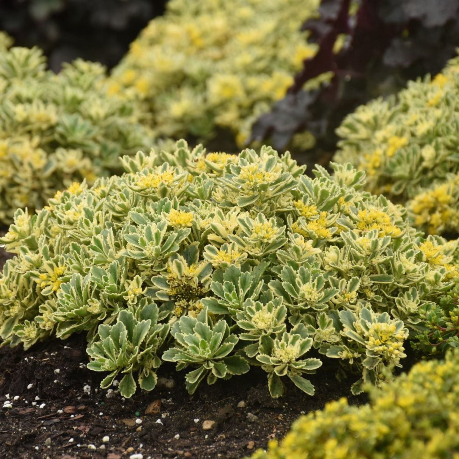 Proven Winners 5" Yellow Rock 'N Low 'Boogie Woogie' Stonecrop Live Plant in 4.5" Pot (4 Count)