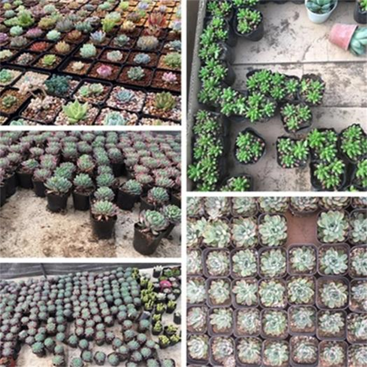 100Pcs Nursery Pots 2 Inch, Black Starter Pots, Transplant Planting Pots, Flower Pots for Starting Seedlings, Succulents, with Drainage Holes,Square
