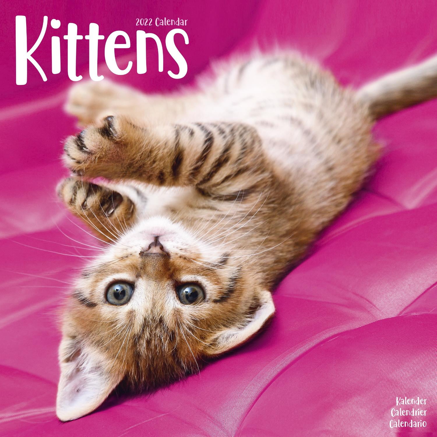 Kittens Wall Calendar 2022 Walmart Kittens Wall Calendar 2022 Walmart