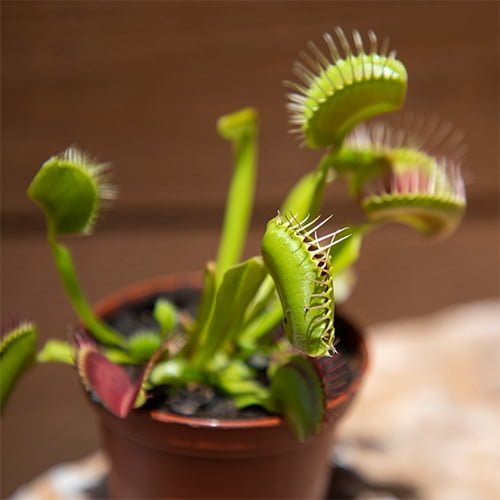 3 in. Venus Fly Trap