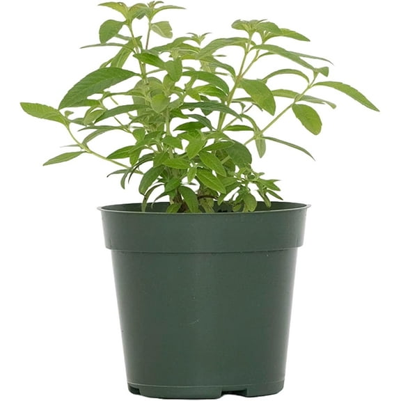 1 Live Lemon Verbena Plant – Aloysia citriodora – Fully Rooted in 4” Premium Nursery Pot – Highly Fragrant & Perfect for Culinary & Herbal Use