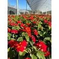 thumbnail image 3 of Lantana Dallas Red  30 Live Plants  Lantana Camara  Flowering Perennial  Garden Colorful Bloom  Hardy Outdoor Decor  Vibrant Red Flowers, 3 of 8