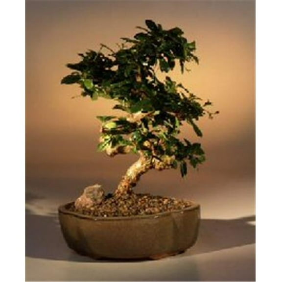 Bonsai Boy e1614 Flowering Fukien Tea Bonsai Tree - Ehretia Microphylla - Medium